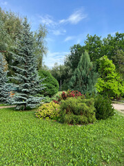 Obraz premium Composition of trees and bushes on the lawn