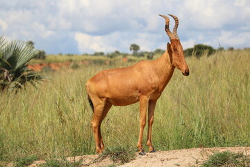 Fototapeta premium Jackson's Hartebeest looking over Savanna