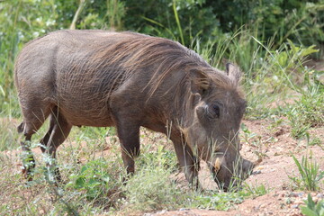 Warthog in the Wild