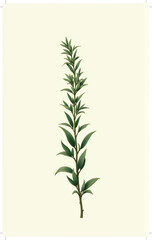 Obraz premium A detailed illustration of a green plant stem with long, slender leaves on a soft cream background.