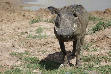 warthog in the savannah