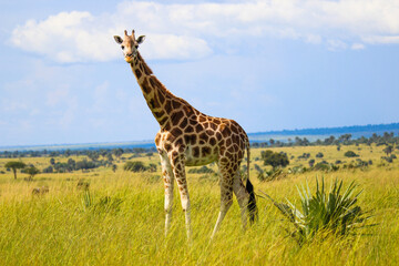 giraffe in the savannah