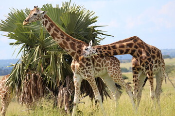 giraffes in the savannah
