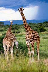 giraffes in Murchison Falls National Park