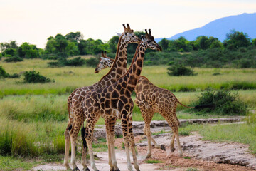 giraffes in the savannah