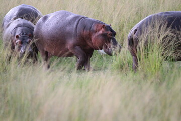 hippopotamus walking in the grass with family