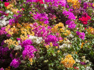 A bougainvillea tree full of colorful flowers.