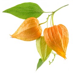 Close up physalis alkekengi branch displaying bright orange seed pods and verdant leaves on crisp white backdrop