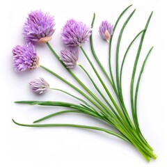 Fototapeta premium Fresh chives branch with purple blossoms lying on a white background, captured from above with full depth of field