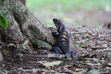 Lizard on a tree