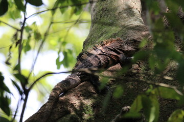 iguana in the forest