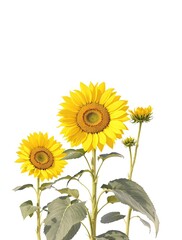 Obraz premium Sunflowers in different stages of growth against a white or light-colored background, development, blossom