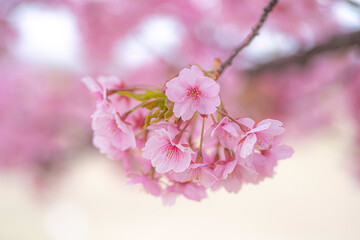 河津桜の花