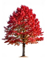 Fototapeta premium Crimson maple branch displaying vivid autumn foliage, leafy detail against pure white backdrop