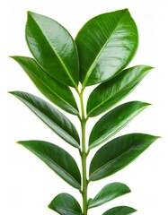 Fototapeta premium Close up green Zamioculcas zamiifolia branch displaying glossy, thick leaves with crisp details on minimalist white background