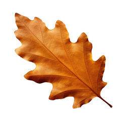 Fototapeta premium Autumnal Oak Leaf. Nature, Fall, Leaf, Autumn, Season, Nature, Brown, Orange, Texture, Detail, Close up