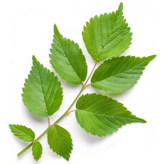 Fototapeta premium Firefly hoptree branch closeup, verdant trifoliate foliage spreading across pristine white background