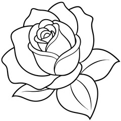 white rose isolated on white