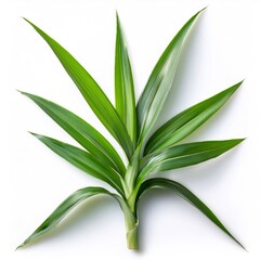 Obraz premium Studio shot of a fresh pandanus branch with long, spiky green leaves, isolated on a white background, full depth of field