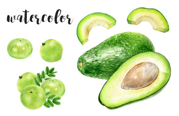 Hand-Painted Watercolor Avocado and Amla Botanical Illustration Isolated on White
