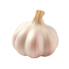 Single head of fresh garlic.  Concept of healthy cooking ingredient.