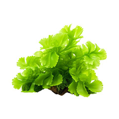 Vibrant Green Aquarium Plant, Ideal for Freshwater Aquariums