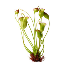 Pitcher Plant (Sarracenia), Carnivorous Plant Close up