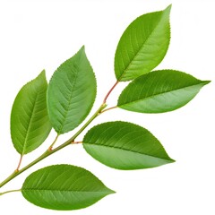 Fototapeta premium Cherry tree branch displaying smooth green leaves, isolated against pure white background, presenting botanical freshness