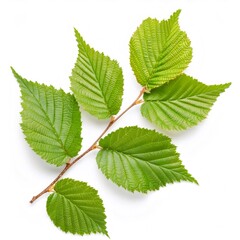 Fototapeta premium Green leaves growing on a winged elm branch with corky ridges, isolated on a white background