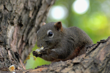 Squirrel chewing food on the tree