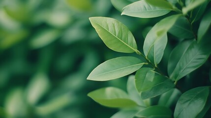 Obraz premium Soft-Focus Green Foliage with Blurred Backdrop for Nature Textures and Backgrounds
