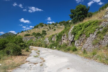 Weeds growing in road in Croatia