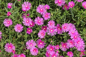 Trailing Iceplant, Delosperma cooperi