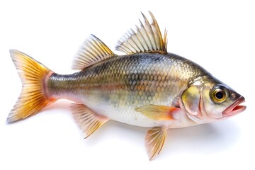 Obraz premium Lunar New Year Graphic Elements PNG | Festive Transparent Background Designs