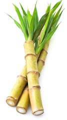 Fototapeta premium Bundle of sugarcane with green leaves isolated on white background