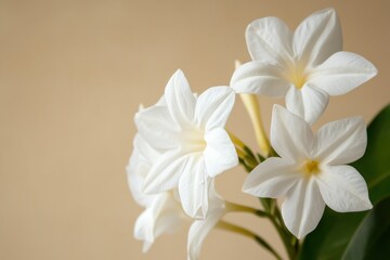 Naklejka premium Delicate White Flowers Close-Up on Neutral Background