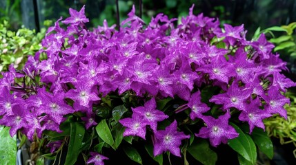 Obraz premium Vibrant Purple Orchids in Lush Greenery for Nature Aesthetic