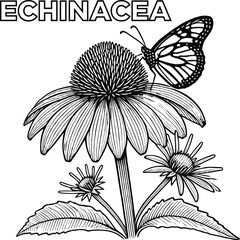 Fototapeta premium Petals & Pencils Stunning Flower Coloring Pages, Floral Fantasies Color Your Favorite Flowers