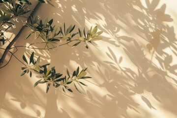 Modern minimalist olive branch in sunlight on beige wall background.