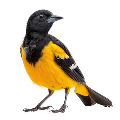 Fototapeta premium Black-headed Oriole: A vibrant Black-headed Oriole perched on a branch, its bright yellow plumage and bold black markings stand out against a blurred background.
