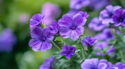 Fototapeta premium Beautiful Purple Flowers in a Lush Garden Setting