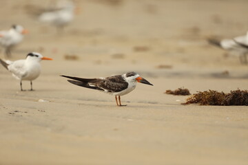 skimmer on the beach