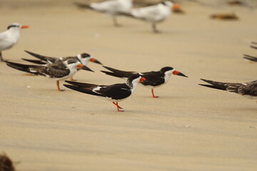 skimmer shorebirds on the beach