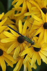 Green darner dragonfly on sweet black eyed susan flowers