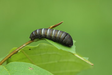 Zebra swallowtail butterfly caterpillar eating pawpaw leaf