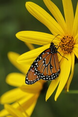 Queen butterfly on native sunflower