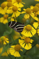 Zebra longwing butterfly on sneezeweed flowers