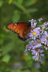 Queen butterfly on New England aster flowers