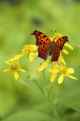 Question mark butterfly on  wingstem flowers