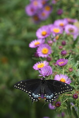 Black swallowtail butterfly on New England aster flowers